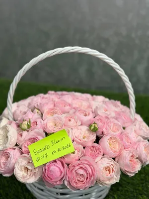 Rosa nejniy chiroyli korzina 1