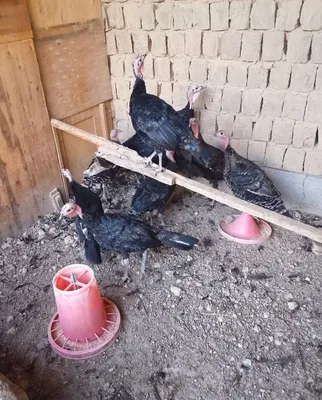 Индюк, хорошо выращенный 1