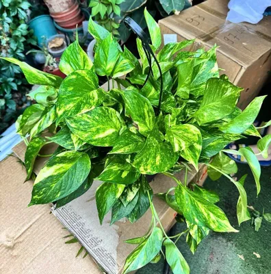 Oltin rangli scindapsus epipremnum