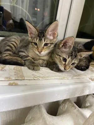 Кошка отдаётся в подарок
