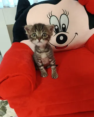 Отдается в добрые руки котенок. 1