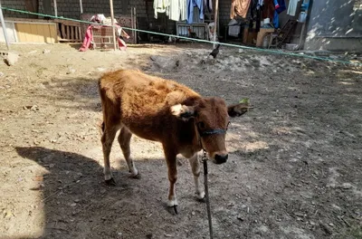 Продаётся крупный рогатый скот 1