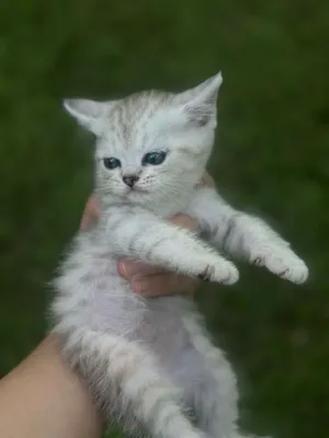 Продаю котят шотландцев 1
