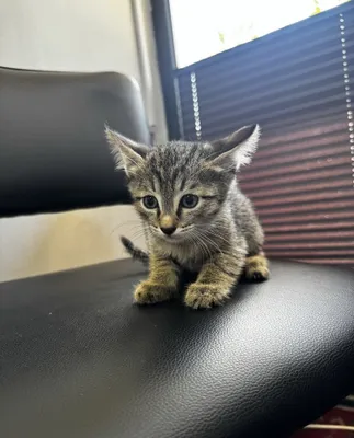 Сибирский котёнок, мальчик 1
