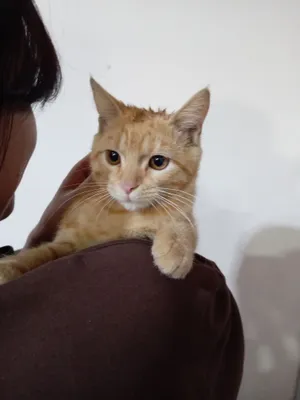 Котёнок 1