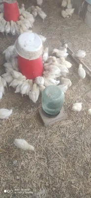 Oq jojala sotiladi 1