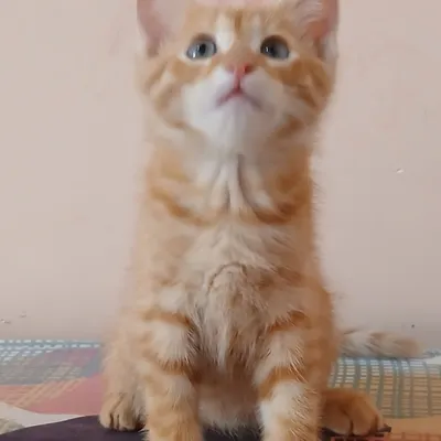 Hadiyaga uy mushugi toza aqilli 2oylik 1