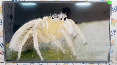 Samsung Smart TV 43" sotiladi