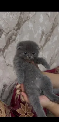 Котики скотиш фолд и скотиш страйд 1