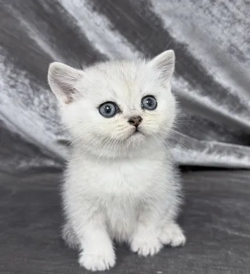 British Shorthair chinchilla 1