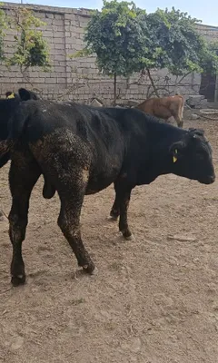 Angus Smental Sharale Sotiladi 1