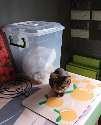 Котёнок девочка 1