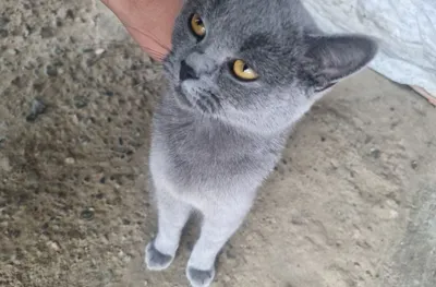 Британская кошка, серая 1