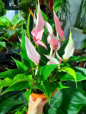 Anthurium Lilli (Xitoy) 1