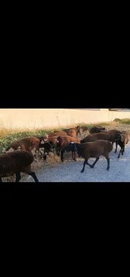 Toza qoli hsori simjun kashtan varyantidan 1