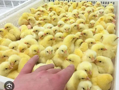 Klitorisli ayol bodibildingchilar Qanday qilib birinchi marta eshakka birovni sikish kerak