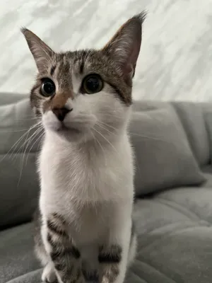 Men uning külotlarini yechib oldim va uning kichik jinsiy olatni kordim.