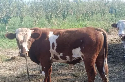 Продаётся племенной бык 1