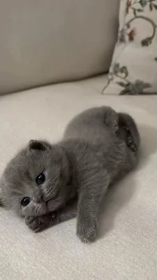 Кошка Scottish Fold, сейчас 5 месяцев. Её зовут Лили 1