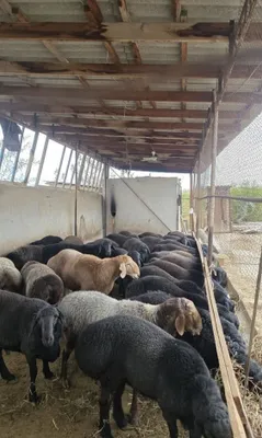 Живой весга куй сотилади. 1