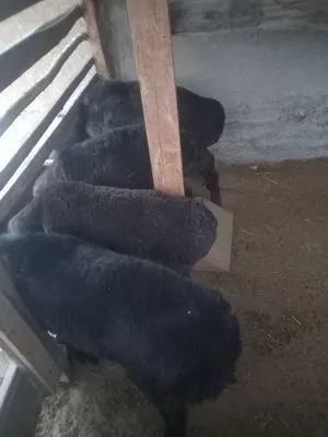 Katta xorozlar toplami