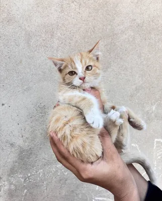 Отдам котят в добрые рук