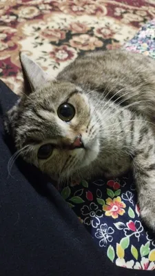mushuk sotiladi qiz bola 1 yosh