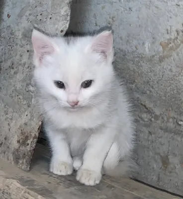 mushukchalar va ona mushuk mehribon qo‘llarga bepul beriladi 1