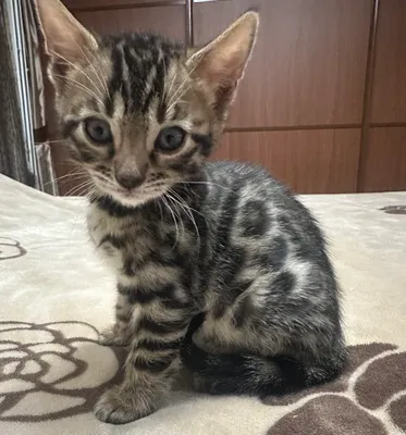 Spermatozoidlar juda qalin sabablardir