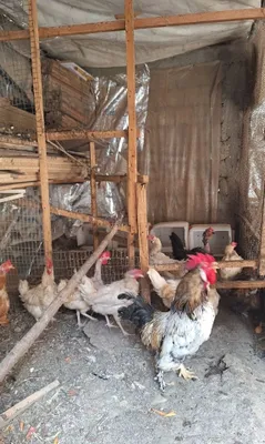 Xöroz va tovuq sotiladi 1