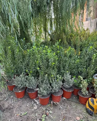 Саженцы разных видов 1