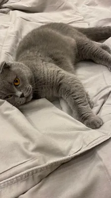 Продаётся кот. Не хочу отдавать, но вынужден. 1