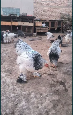 Породистые яйца кур породы брама. Надёжно 1