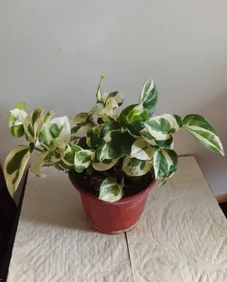Scindapsus Enjoy