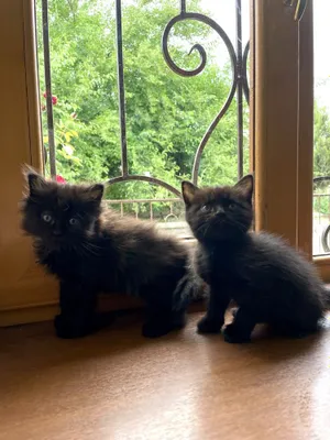 Чёрные котята,маленькие пантеры) 1