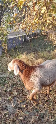 Arashan qõchqor sotiladi srochna 1