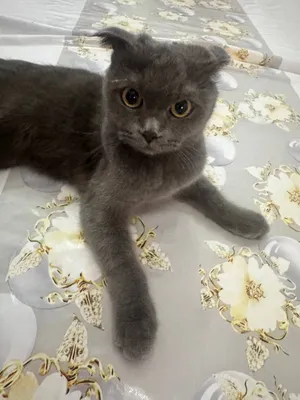 Шотландская вислоухая кошка 1