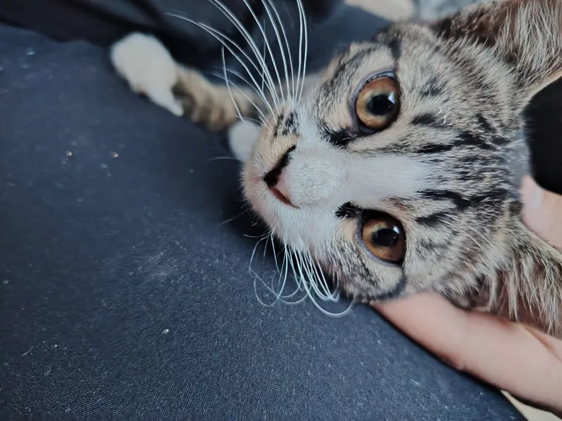 Маленький котёнок 2 Маленький котёнок 2