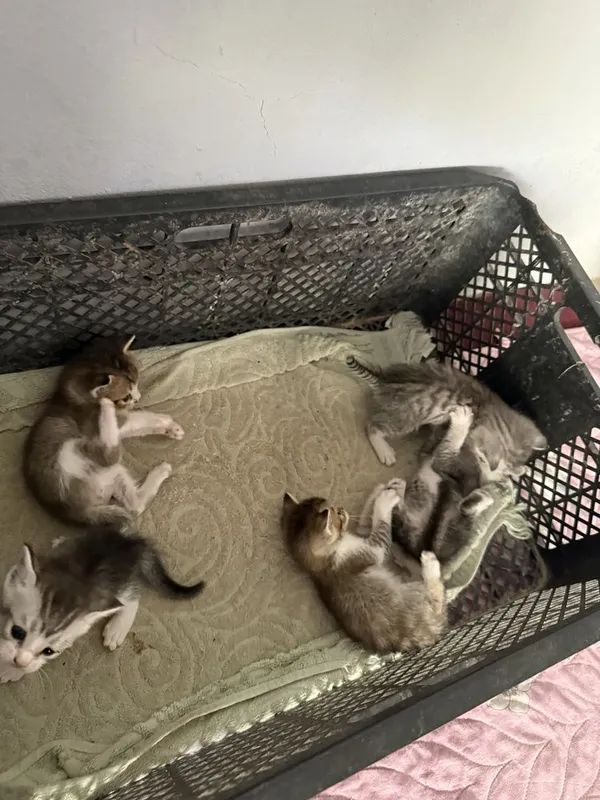 Zotli mushukchalar sotiladi 5 Zotli mushukchalar sotiladi 5