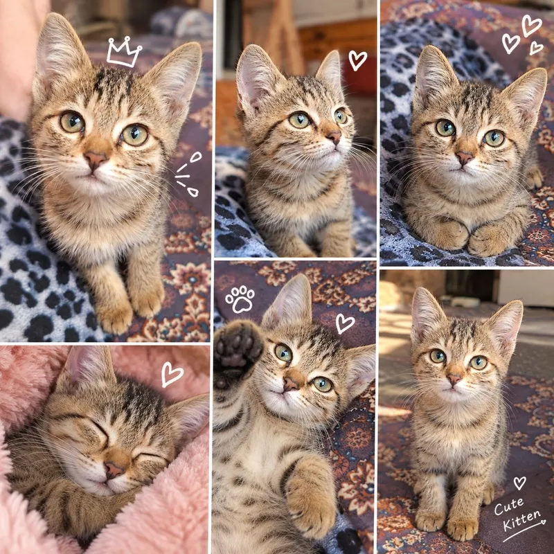Умная чистоплотная кошечка 1 Умная чистоплотная кошечка 1