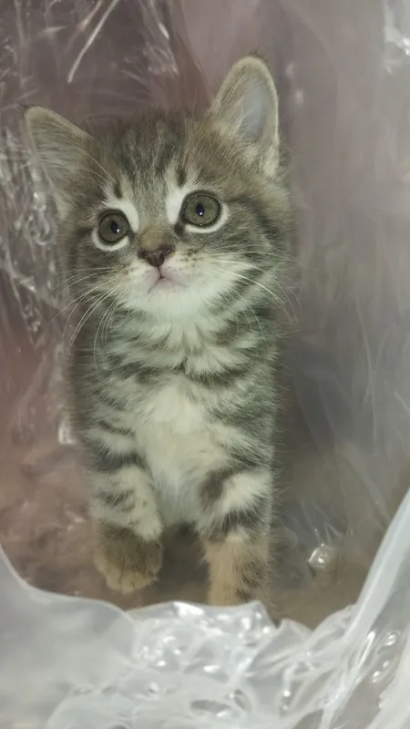 Scottish fold mushukchalar sotiladi 4