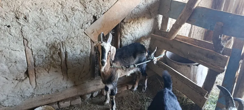 Echki 2oy boqilgan 2 Echki 2oy boqilgan 2