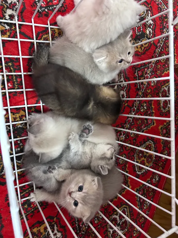 Продается котята Продается котята