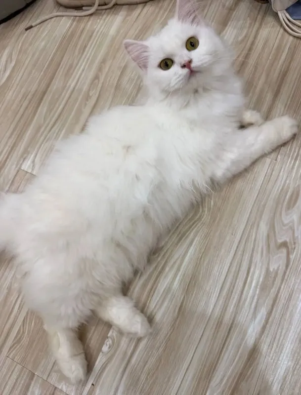 yaxshi zotli mushuk aqildi