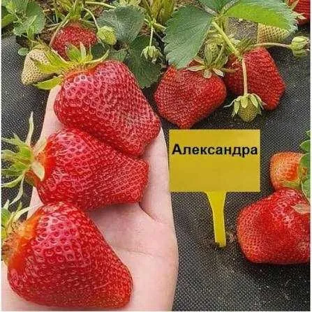 Рассада клубники — фото 5