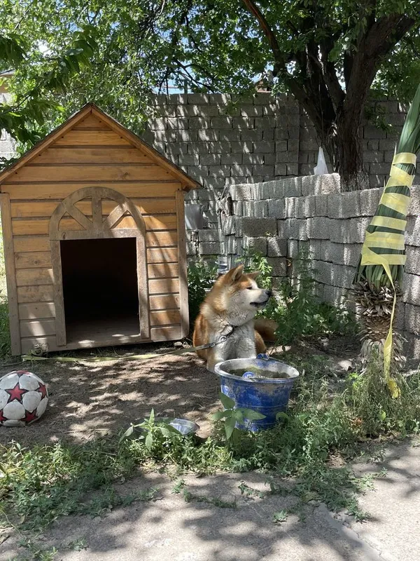 Akita Inu, 2 yosh, erkak, hujjatli 5 Akita Inu, 2 yosh, erkak, hujjatli 5