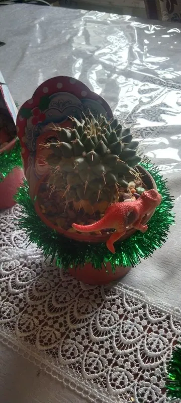 Кактусы и сукулент новогодние подарки
