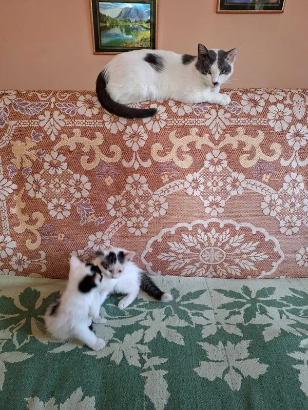 Отдам котят даром в добрые руки.Фергана. — фото 1
