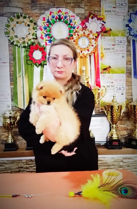 Щенки померанского шпица — фото 2