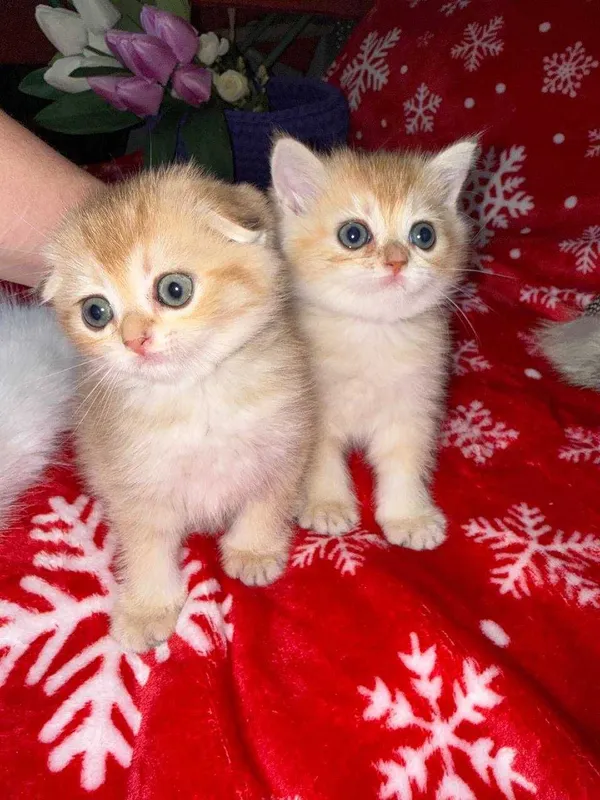 котята золотые шиншиллы — фото 3